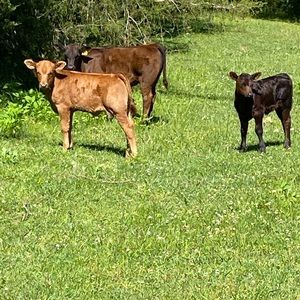 Meet your Posher, Ian